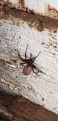 Southern Crevice House Spider