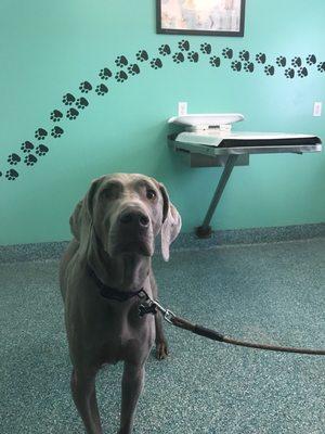 Stella in one of the examination rooms.