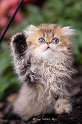 A shaded golden doll face persian kitten from Ethereal Persians Cattery.