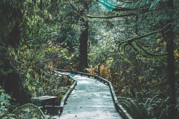 Photograph of the Northwest Stream Center's Forest & Wetland Walk by Brett Thompson