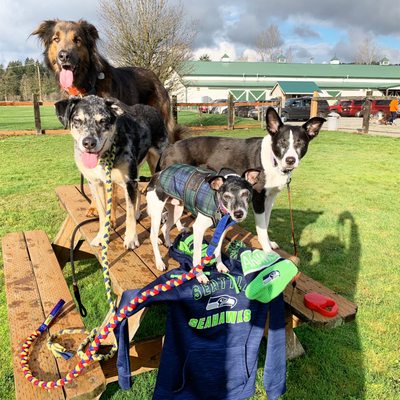 Group perch between agility runs.