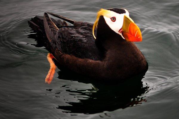 Tufted Puffin - Photo By Our Naturalist Simon