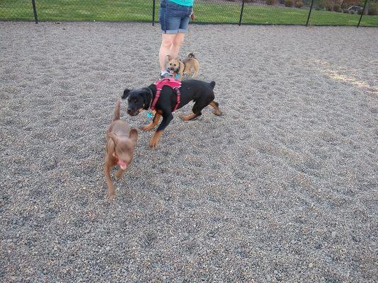 Pepper playing with friends at a local dog park.