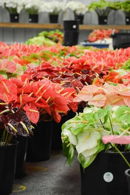 Floor of cut anthurium flowers.