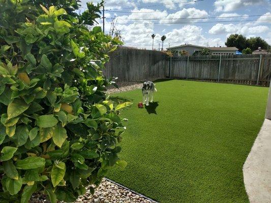 Pet Turf Project #turf #asphalt #petturf