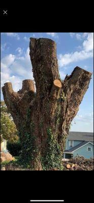 Out On A Limb Tree Service