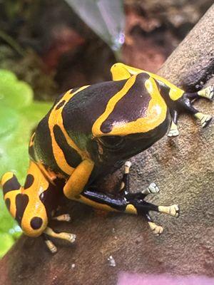 Captive Born Bumblebee Dart Frog