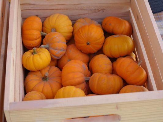 These little cuties are headed to the Kinders of Crimson Pointe Elementary in Kuna. #giveback #fallinidaho #pumpkinpatch