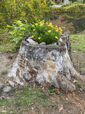 A Tree Planter @ Jenney Pond Park in Plymouth MA. Fall of 2020