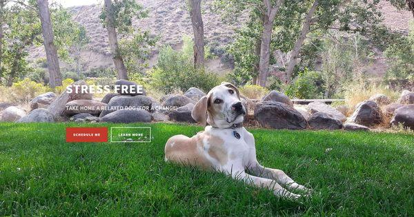 RenoTahoeDogs.com provides professional In Home Boarding and Walks (Fitness Adventures) for medium to large dogs (20 pounds +)