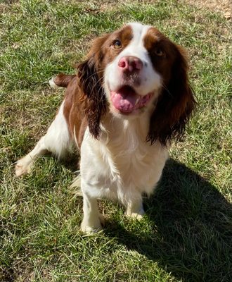 Springer Spaniel Training