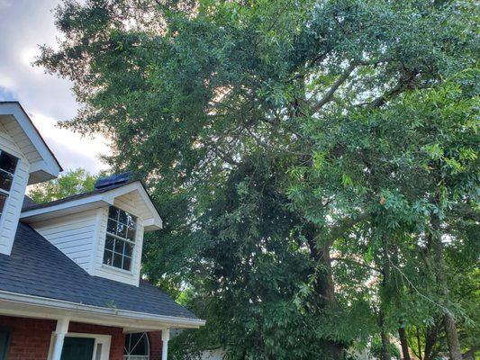 branches need trimming back from over the roof.