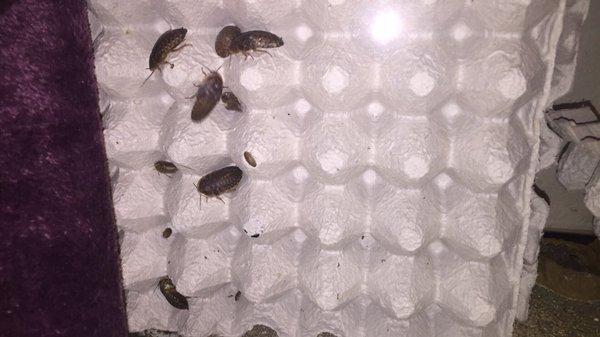 Feeder dubia roaches