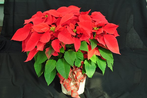 Full line of Poinsettia for Holiday!