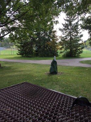 Mature trees giving great shade on our picnic spot