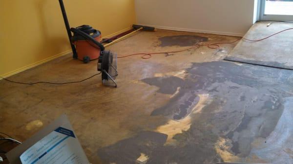 Getting ready for some glue, almost time to put down new carpet.