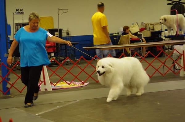 Ellie being shown at a  Veteran Show, Richmond, VA at the age of almost 10 years old..