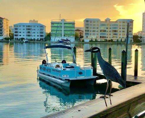 The Siesta Key Sea Turtle our Pontoon Booze Cruise Boat