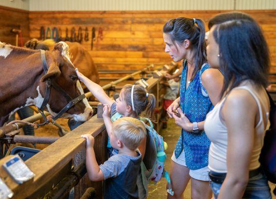 Meet dairy cows at Farmpark.