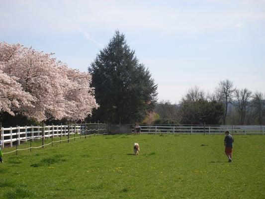 Year around pasture is well maintained and provide excellent nutrition along with positive mental attitudes for your equine.