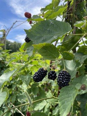 Blackberries