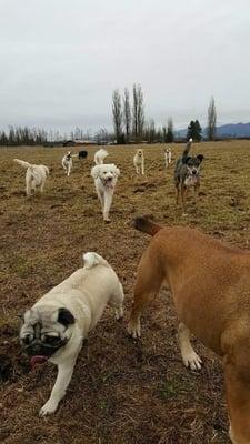 Every day, Crystal takes the doggies on "adventures" where they get to run and play out in a big field.