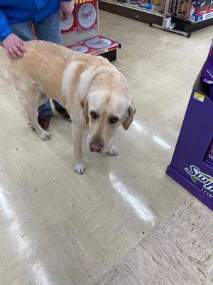 The greeter at my local Ace hardware:)