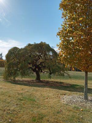 Making your yard the talk of the neighborhood