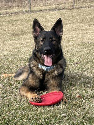 Maverick is a much happier dog and so eager to learn!