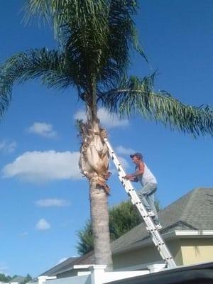 Skinners tree affordable prices palm trimming