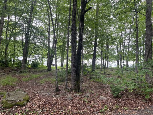 In the Woods by the lake