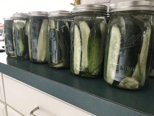 Fresh pickled pickles!