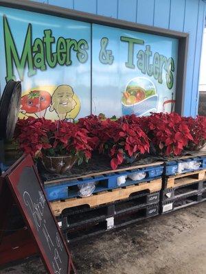 Beautiful Poinsettias