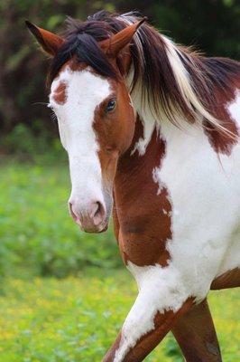 One of my daughters horses, Thunder