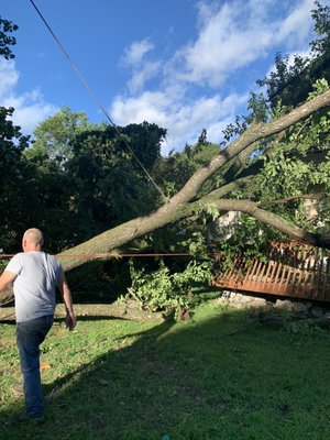 Tree fell after a storm