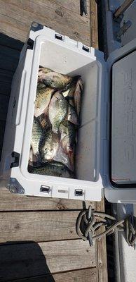 Cooler full of crappie.