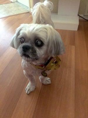 Amanda gave our old man, Rascal, a wonderful haircut!