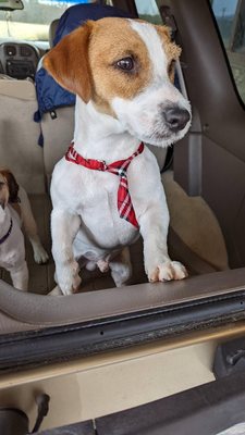 Milo little muscle man, he's a longer haired jack but look at his new cut and check out the tie