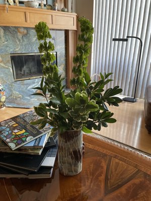 Bells of Ireland with variegated laurel