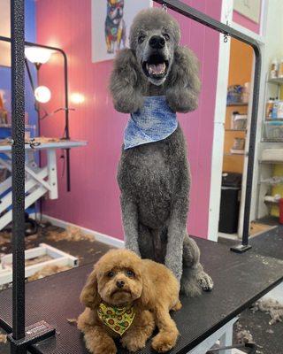 Poodle grooms!