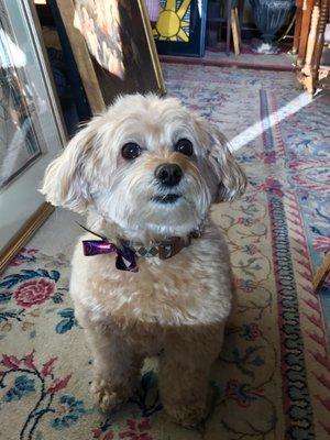 Miss Coco greets you every time at Merwins Antiques in Birmingham!