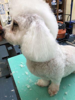 Poodle with a FoHawk.