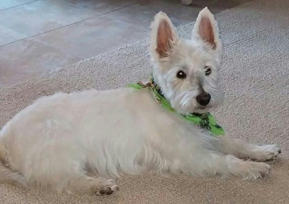 Shamus the Westie loved his visit.