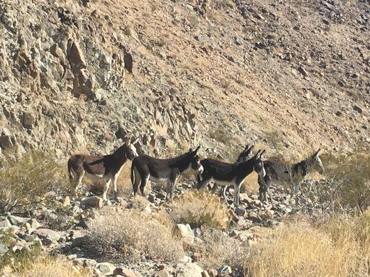 Burro buddies near Warm Springs.