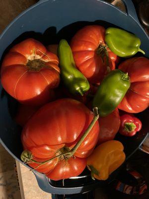 NJ Beefsteak Ugly tomatoes