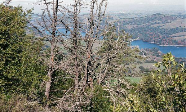 San Pablo Reservoir visible from Seaview Trail. - -Tom Brody