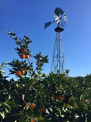 Windmill in Orchard