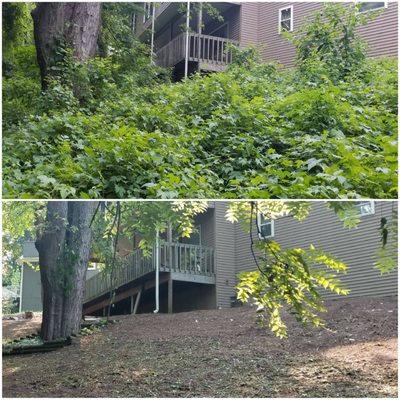 Brush Clear-out - Before & After