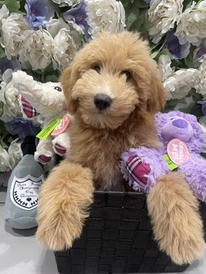 Goldendoodle