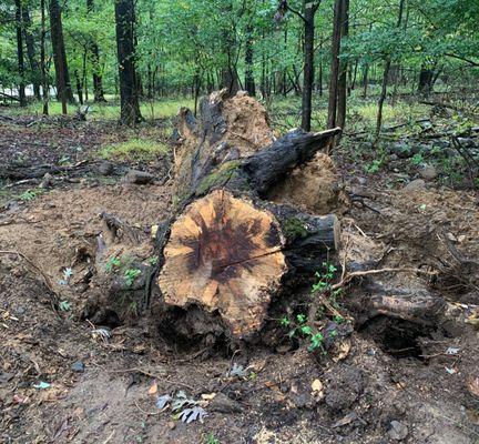 Ace Gallagher Stump Grinding Service